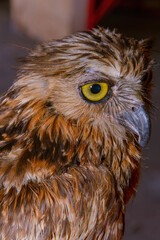 eagle owl face expression with big eyes