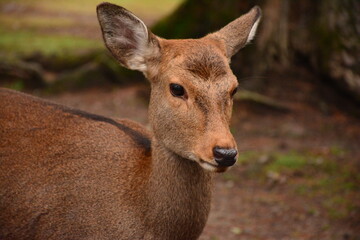 Deer in Nara park, Japan