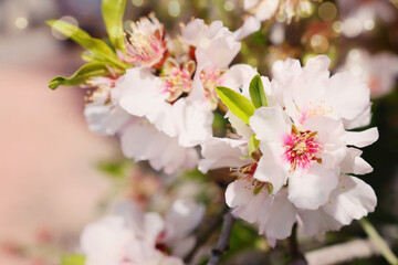 Fototapeta na wymiar background of spring almond blossoms tree. selective focus