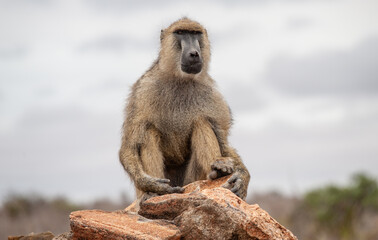 stavo east national park in kenya