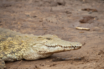 stavo east national park in kenya