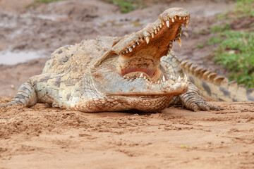 stavo east national park in kenya
