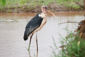 stavo east national park in kenya