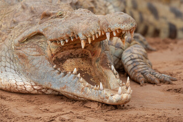 stavo east national park in kenya