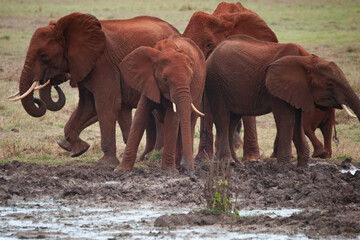 Fototapeta na wymiar stavo east national park in kenya