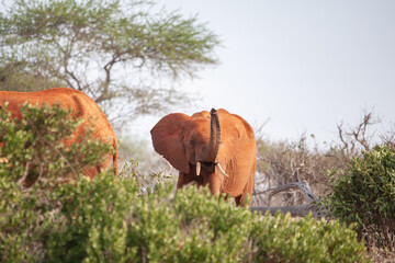 Fototapeta na wymiar stavo east national park in kenya