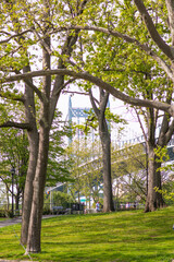 trees in the park