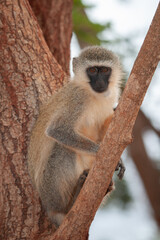 stavo east national park in kenya