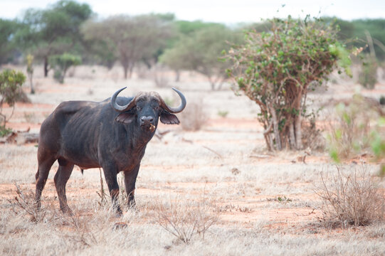 stavo east national park in kenya