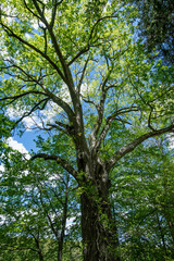 tree on the hill, early spring bloom
