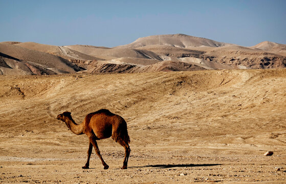 Arabian camel in the Judean Desert, Israel