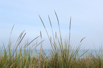 Strandroggen, D&uuml;nengras an der Ostsee, Schleswig-Holstein, Deutschland, Europa