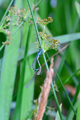 Two dragonflies mating in nature