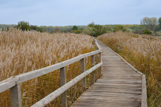 Holzsteg durch ein Feld mit Gr&auml;sern, Priwall, Travem&uuml;nde, L&uuml;beck, Ostsee, Schleswig-Holstein, Deutschland, Europa