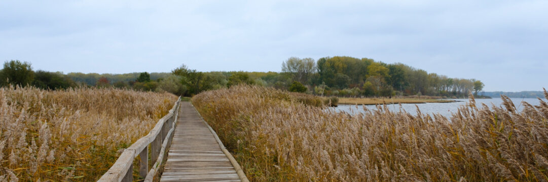 Holzsteg durch ein Feld mit Gr&auml;sern, Priwall, Travem&uuml;nde, L&uuml;beck, Ostsee, Schleswig-Holstein, Deutschland