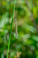 A Dragonfly in green nature