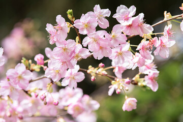 Fototapeta premium 桜が咲きました。春の訪れ。