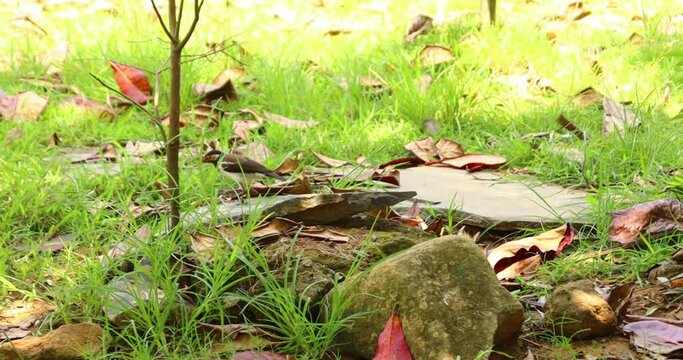 Buffalo starlings or Acridotheres javanicus or also known as black starlings, purple starlings, and turtle starlings are a species of bird that belongs to the starling family, living wild in rocky mea