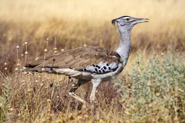 A Giant Bustard in the Savannah of Namibia