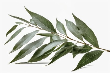 leaves isolated on white, generative AI