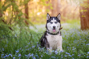 Black and white siberian husky is standing. Happy dog on the natural landscape. Blue eyes. © Maria Moroz