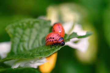Colorado potato beetle eats green potato leaves close up. Instar stage of larva, before pupation feeding. Potato bug pest of potato crops. Pest invasion, parasite destroy potatoes plants, farm damage
