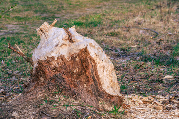detail of a tree eaten by a beaver or a nutria