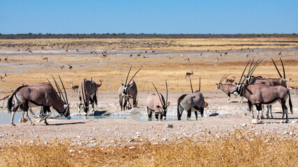 Oryx Antilope in the Etosha Park Namibia