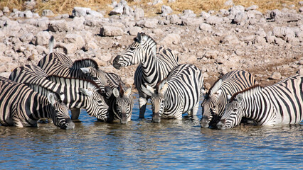Obraz na płótnie Canvas zebras in the Etosha Park in Namibia