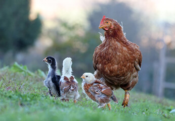 Family of hen and chickens roaming free in an organic farm. Adult hen taking care of newborn chicks in a field of grass. Chickens on a pasture in a rural village. Free range chickens.