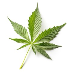 Cannabis hemp plant leaf with white background Generative AI Illustration