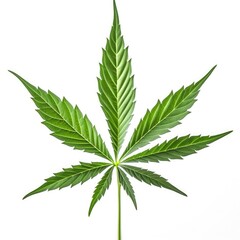 Cannabis hemp plant leaf with white background Generative AI Illustration
