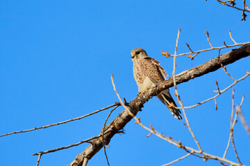 a (Accipiter nisus) on a tree branch.