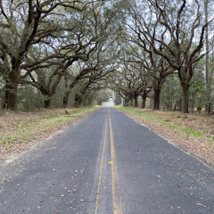 A live oak tree tunnel on Kiawah Island in South Carolina on a beautiful spring day.