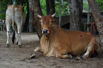 Obraz na płótnie Canvas close up cow and calf - ox cart 
