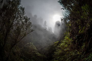 Beautiful forest and landscape on the Hiking Trails at the Las Lagunetas forest near mount Teide In...