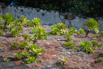 Beautiful succulent plants growing in the canary Islands