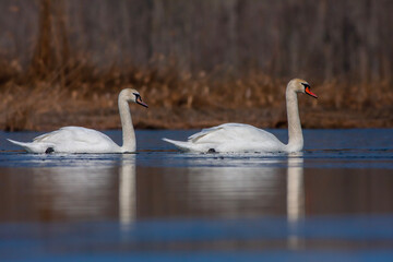 large waterfowl in its natural habitat, Mute Swan, Cygnus olor