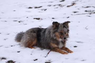 Border collie in snow 