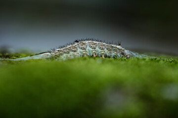 caterpillar on a leaf of bush grass