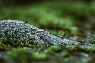 caterpillar on a leaf of bush grass