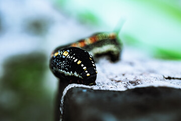 caterpillar on a leaf of bush grass
