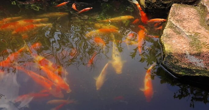natural stone for decoration on the edge of a clear water pond with koi carp