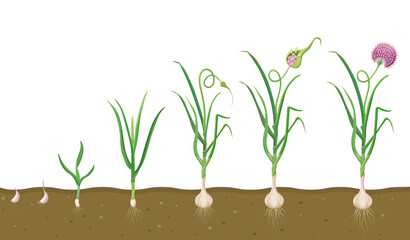 Growth of garlic in soil. Cycle of growing vegetables. Plant growth cycle in biology
