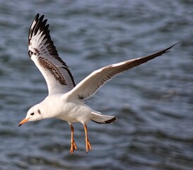Beautiful bird and waves of the sea