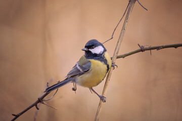 Fototapeta premium Vogel