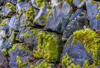 Mossy Rock Wall Close-up
