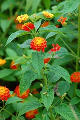 Lantana Camara Flower Plant, Nature Close up, bokeh background