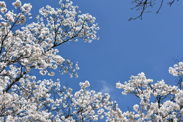 青空に映える満開の越の彼岸桜