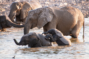 Telephoto shot of a herd of African Elephant -Loxodonta Africana- taking a bath in a waterhole in Etosha national Park.
